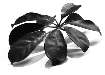Andrea Hold-ferneck, Schefflera, Fotografien, Halle Klandestin, Wuppertal 1995