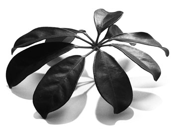Andrea Hold-ferneck, Schefflera, Fotografien, Halle Klandestin, Wuppertal 1995